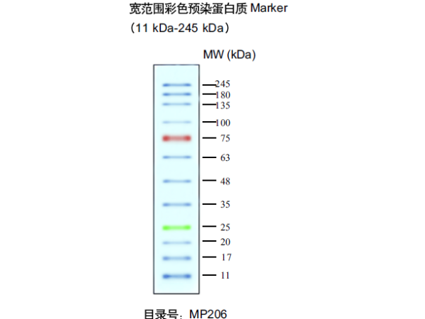 蛋白预染marker-天根试剂