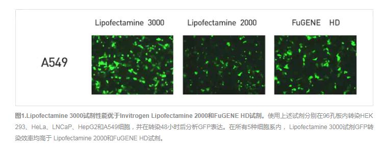 LIP3000转染效率