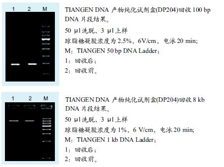 DNA纯化